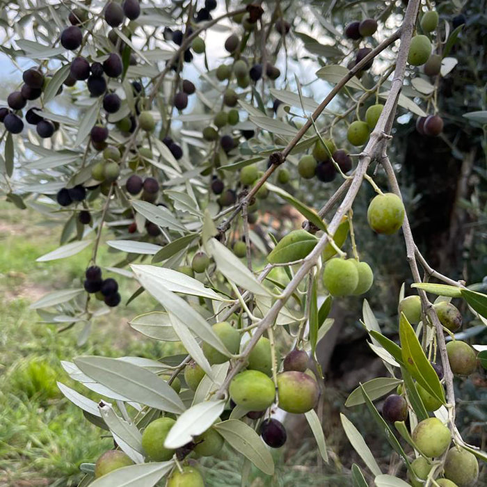 1 Box of Extravirgin Olive Oil, 3L