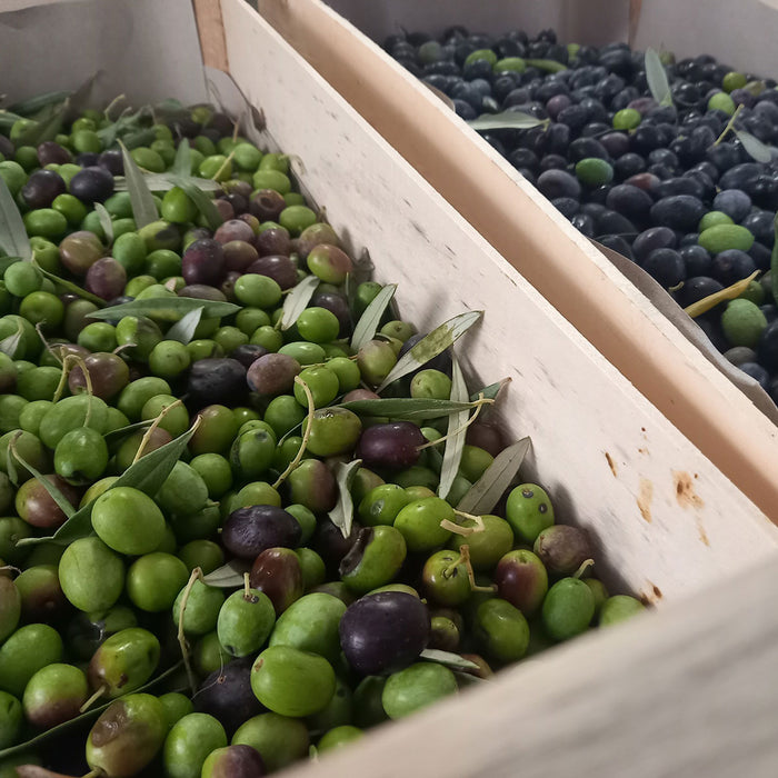 1 Box of Extravirgin Olive Oil, 5L