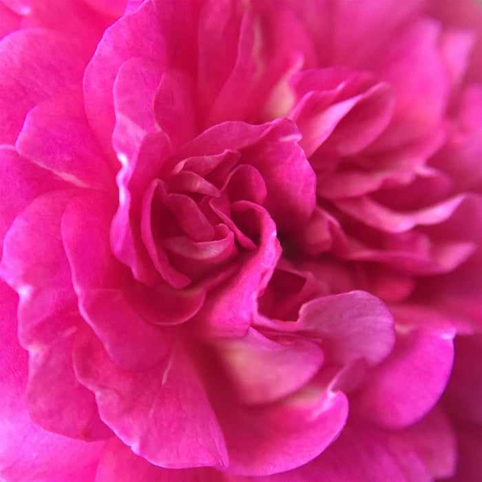4 Jars of, Organic Rose Petals Preserve, 250g