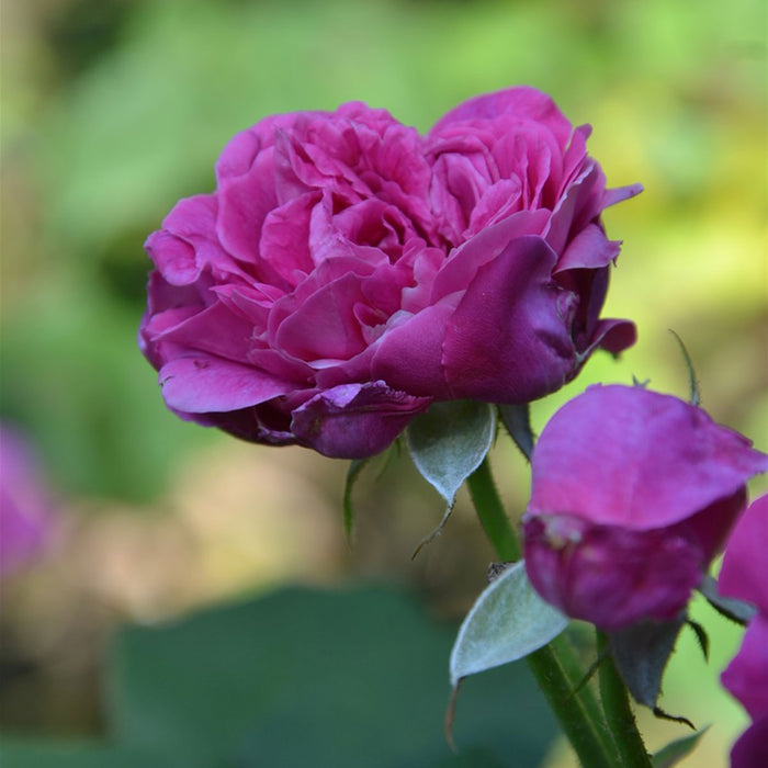 4 Bottles of Rose Petals Syrup, 50cl